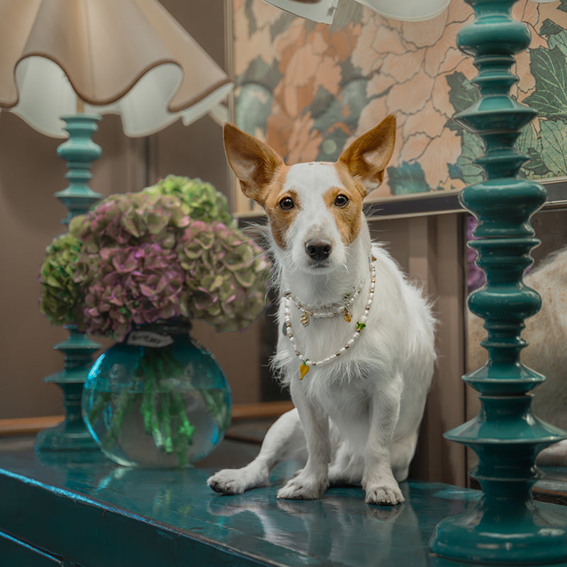 Pet Pearl Collier